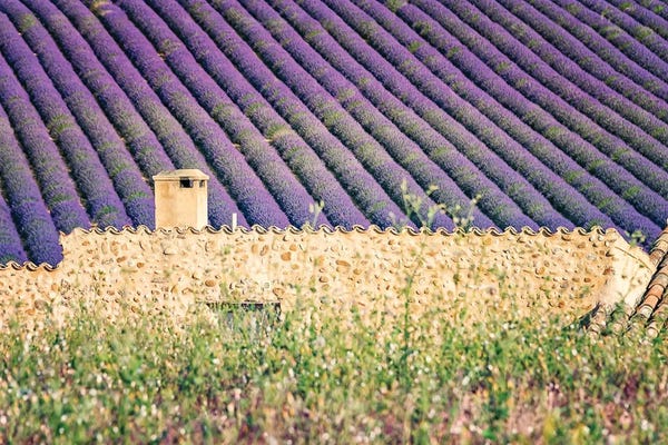 Herbs: The House In The Lavenders by Manjik Pictures