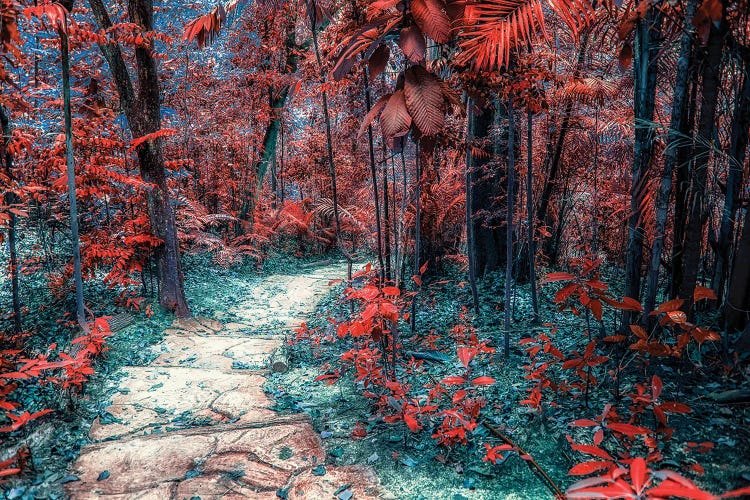 Wonderland