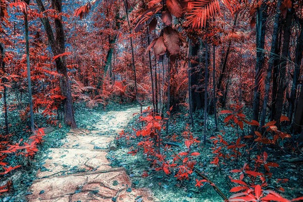 Wonderland