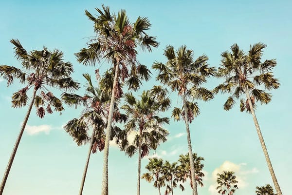 Palm Trees: California by Manjik Pictures