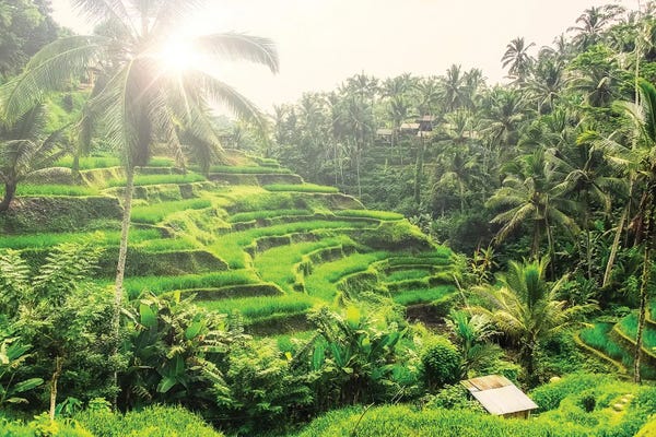 Jungles: Tegalalang by Manjik Pictures