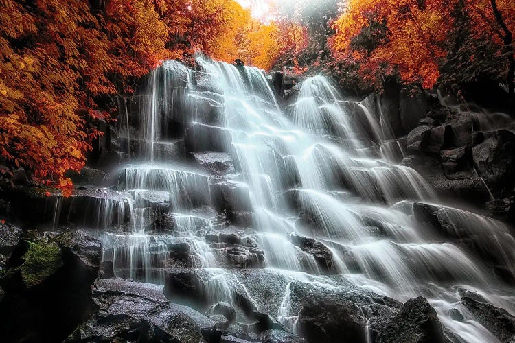 Into The Forest by Manjik Pictures wall art