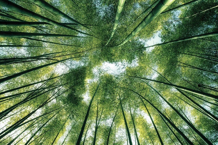 Bamboo World by Manjik Pictures wall art
