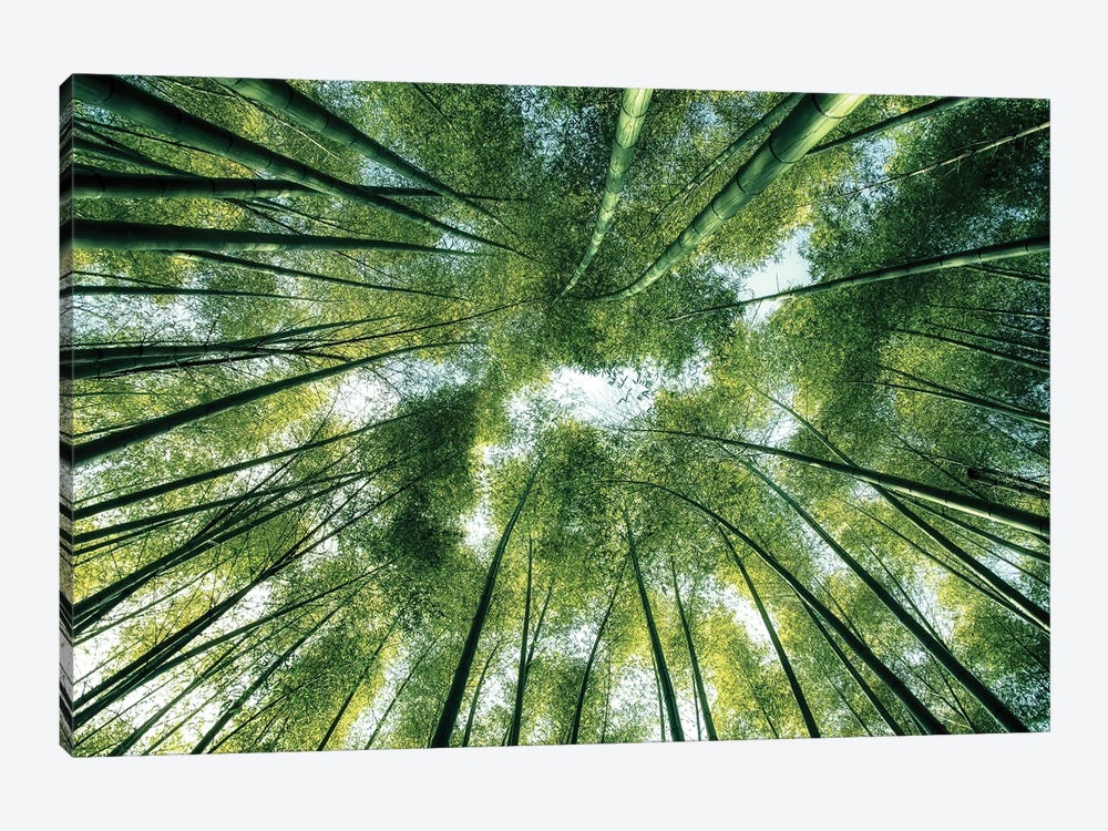 Bamboo World by Manjik Pictures 1-piece Canvas Wall Art