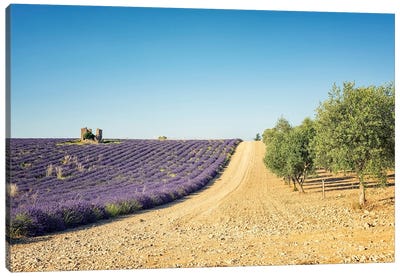 Lavender Vs Olive Trees Canvas Art Print - Manjik Pictures