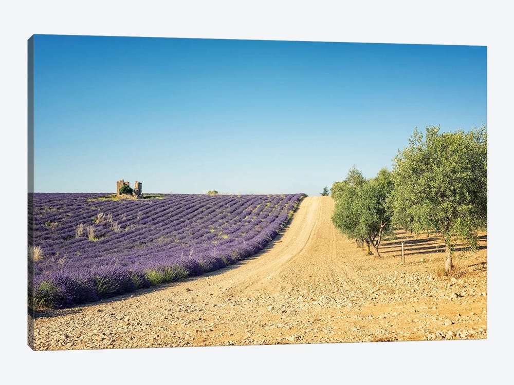 Lavender Vs Olive Trees by Manjik Pictures 1-piece Art Print