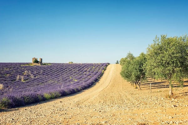 Olive Trees: Lavender Vs Olive Trees by Manjik Pictures