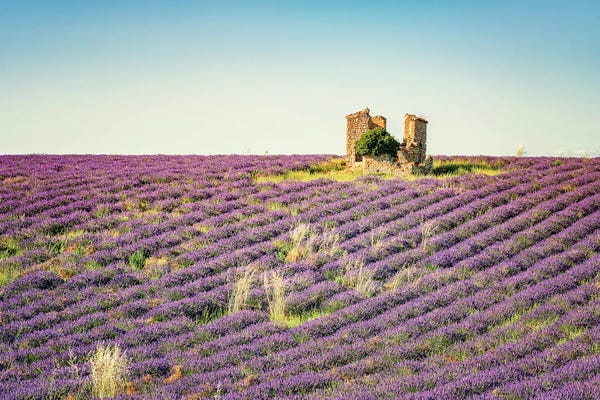 Herbs: The Ruin In The Lavender by Manjik Pictures