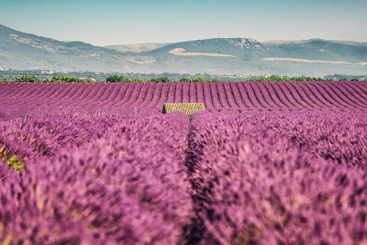 Lavender Field by Manjik Pictures wall art