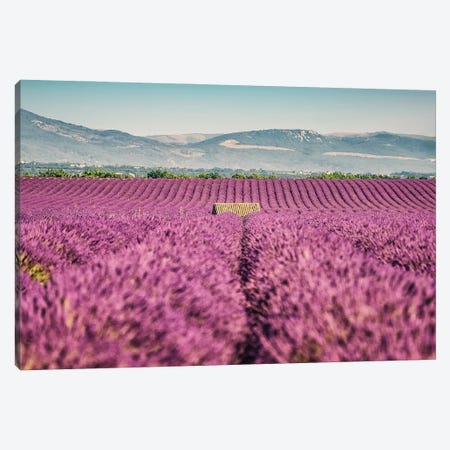 Lavender Field Canvas Print #EMN66} by Manjik Pictures Canvas Art Print