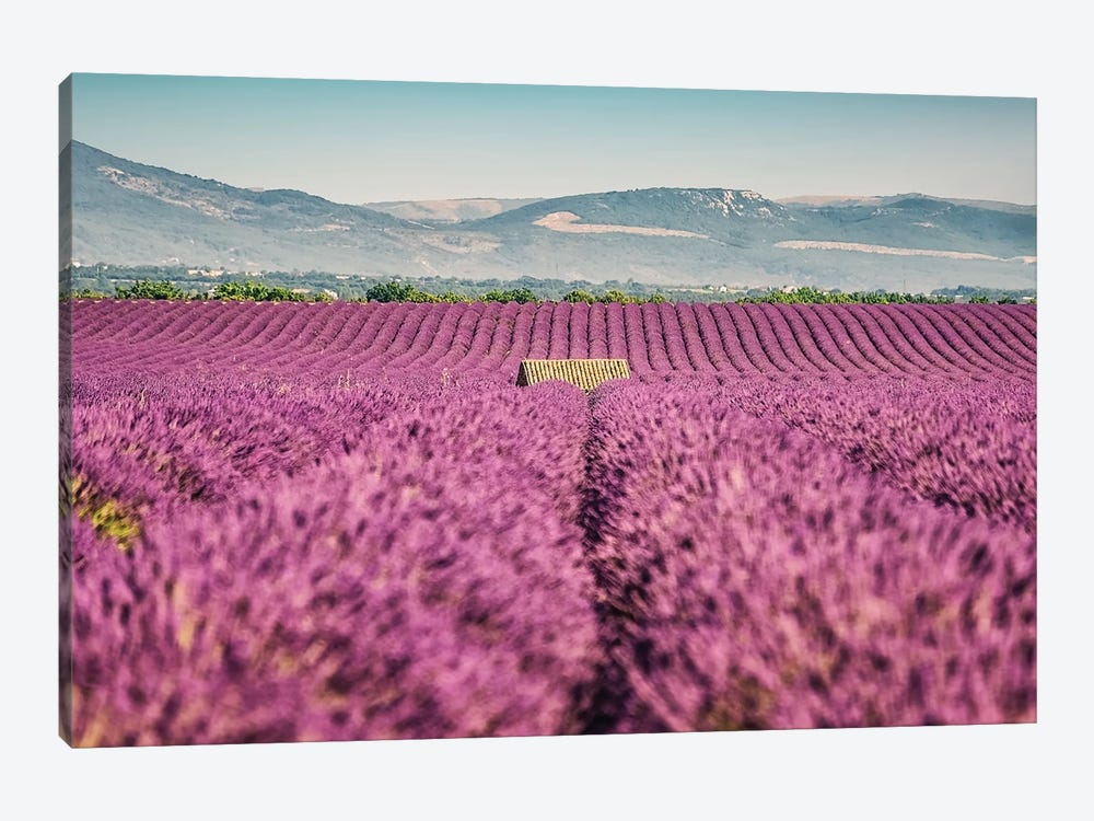 Lavender Field by Manjik Pictures 1-piece Canvas Artwork