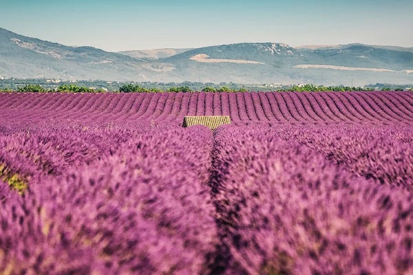 Herbs: Lavender Field by Manjik Pictures