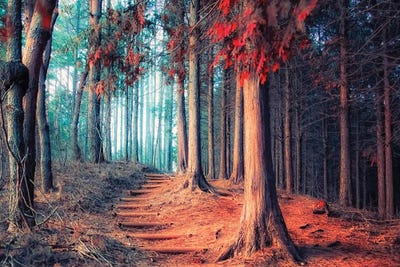 Magic Forest by Manjik Pictures canvas print