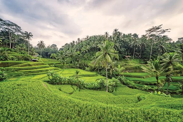 Indonesia: Bali Countryside by Manjik Pictures