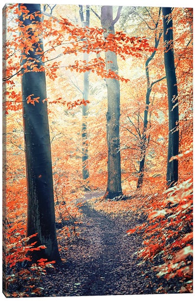 Into The Wood Canvas Art Print - Manjik Pictures