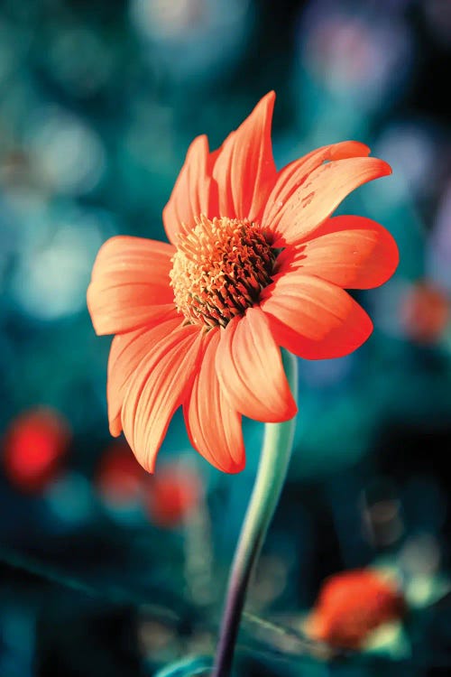Orange Gazania by Manjik Pictures wall art