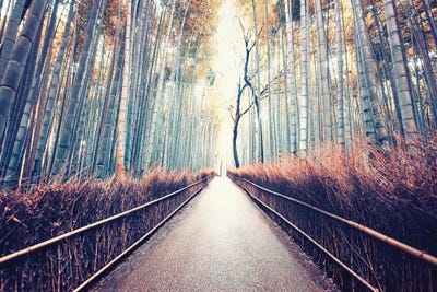 Bamboo Forest by Manjik Pictures canvas print