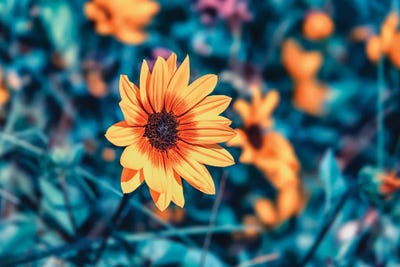 Garden Beauty by Manjik Pictures canvas print