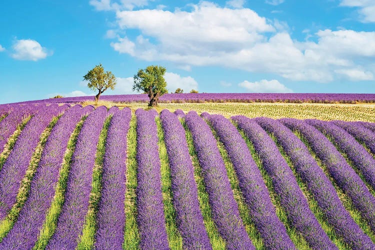 Purple Countryside by Manjik Pictures wall art