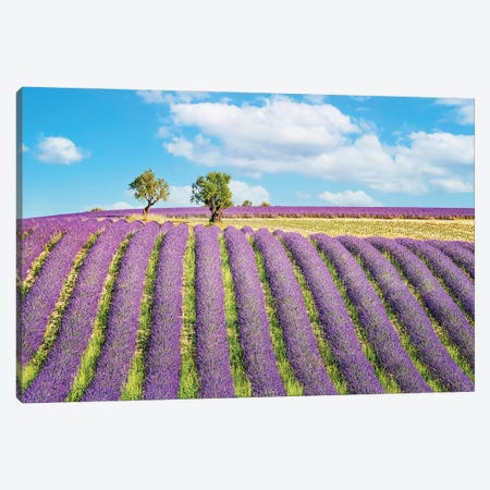Purple Countryside Canvas Print #EMN900} by Manjik Pictures Canvas Print
