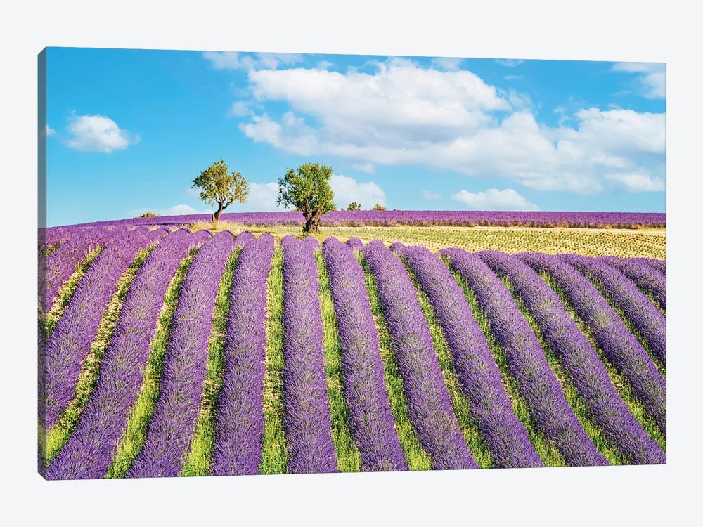 Purple Countryside by Manjik Pictures 1-piece Canvas Art Print