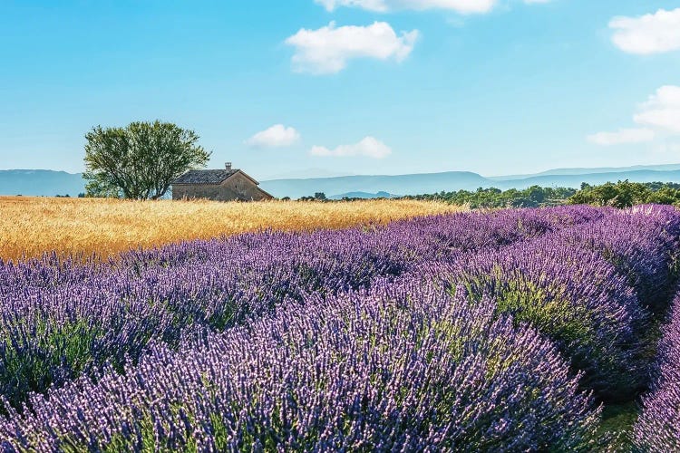 French Countryside by Manjik Pictures wall art