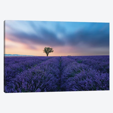 Valensole Sunset Canvas Print #EMN905} by Manjik Pictures Canvas Wall Art