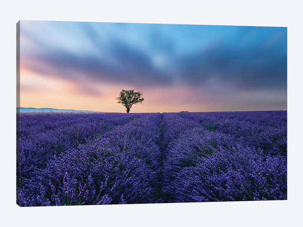 Valensole Sunset by Manjik Pictures 1-piece Canvas Wall Art