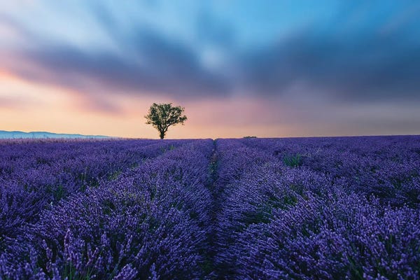 Provence-Alpes-Côte d'Azur: Valensole Sunset by Manjik Pictures
