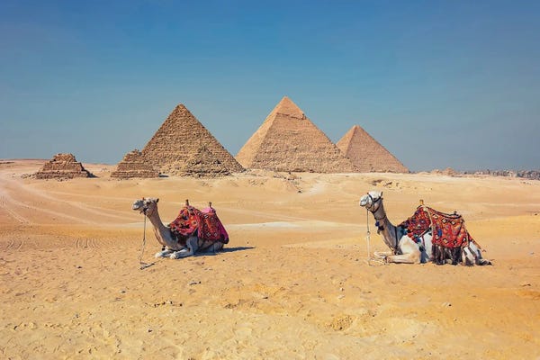 Camels: Gizeh by Manjik Pictures