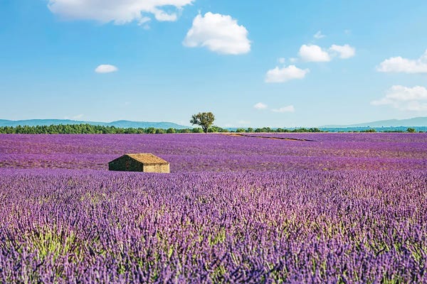 Cabins: Cabin With A View by Manjik Pictures