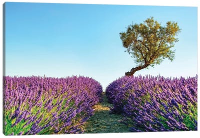 Provence Canvas Art Print - Provence