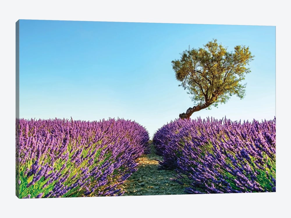 Provence by Manjik Pictures 1-piece Canvas Art Print