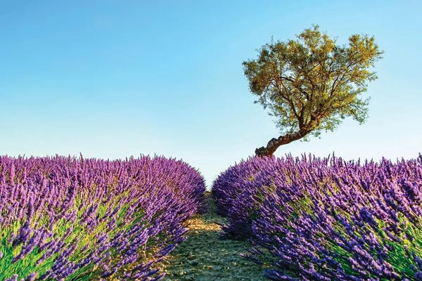 Herbs: Provence by Manjik Pictures