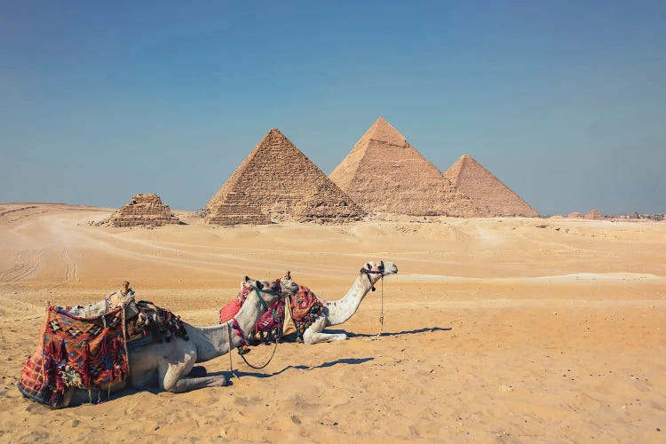 Camels In Giza