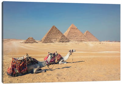 Camels In Giza Canvas Art Print - Pyramids