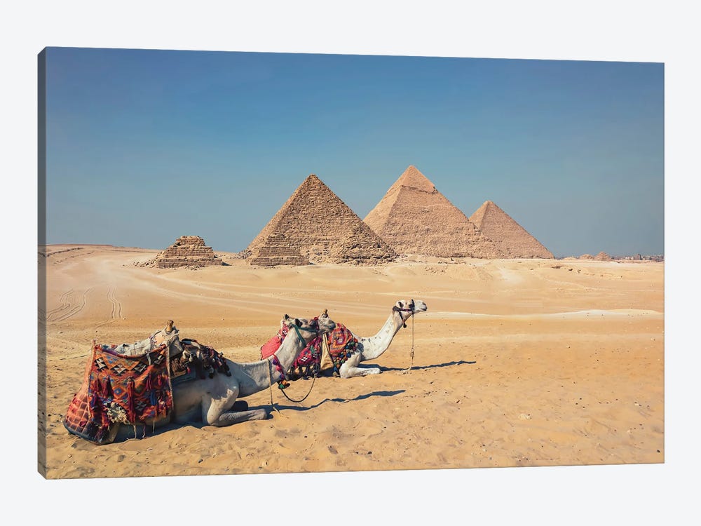 Camels In Giza by Manjik Pictures 1-piece Art Print