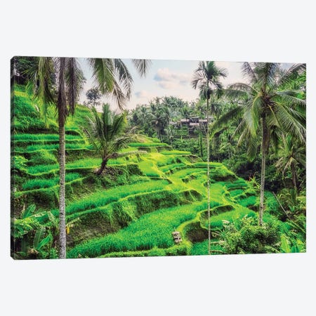Tegallalang Rice Terraces Canvas Print #EMN950} by Manjik Pictures Canvas Art