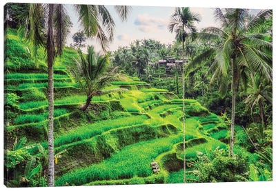 Tegallalang Rice Terraces Canvas Art Print - Bali