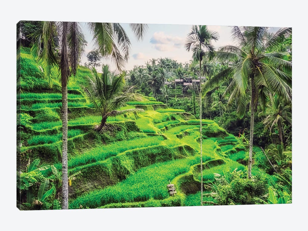 Tegallalang Rice Terraces by Manjik Pictures 1-piece Canvas Wall Art