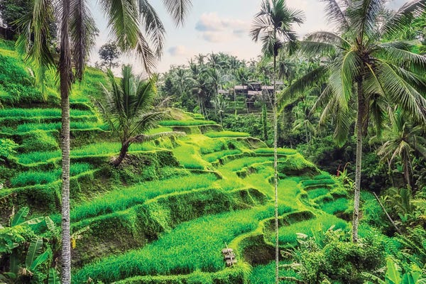 Indonesia: Tegallalang Rice Terraces by Manjik Pictures