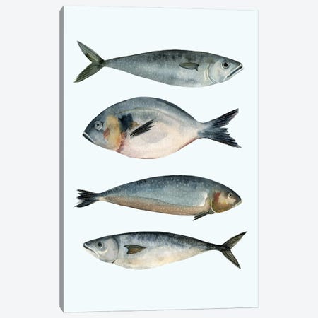 Four Fish II Canvas Print #EMS14} by Emma Scarvey Art Print