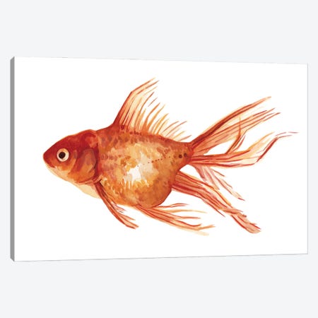 Ornamental Goldfish I Canvas Print #EMS160} by Emma Scarvey Art Print
