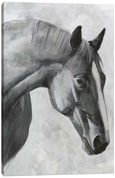 Cavallo I Canvas Art Print - Emma Scarvey