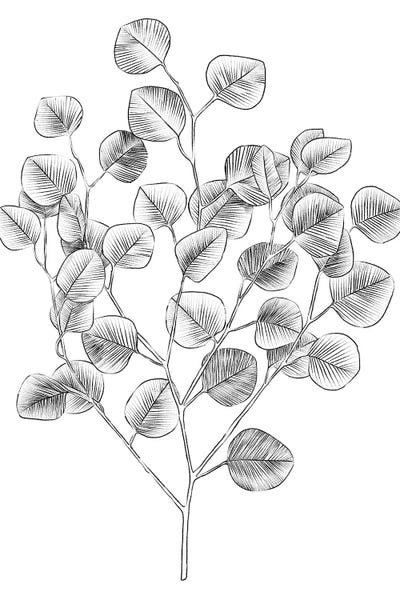 Eucalyptus Sketch I by Emma Scarvey art print