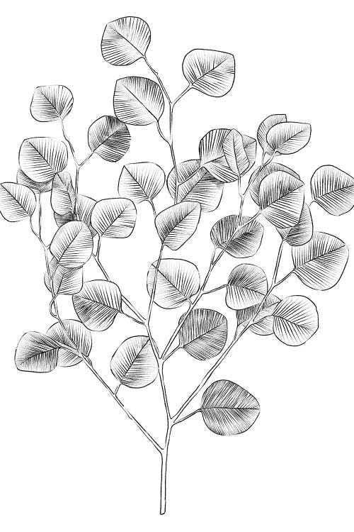 Eucalyptus Sketch I by Emma Scarvey wall art
