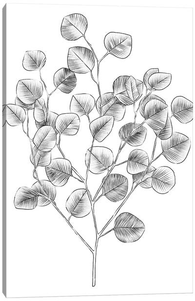 Eucalyptus Sketch I Canvas Art Print - Emma Scarvey