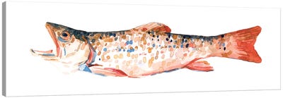 Freckled Trout I Canvas Art Print
