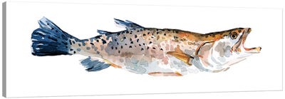 Freckled Trout II Canvas Art Print - Emma Scarvey
