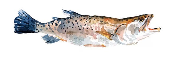 Trout: Freckled Trout II by Emma Scarvey